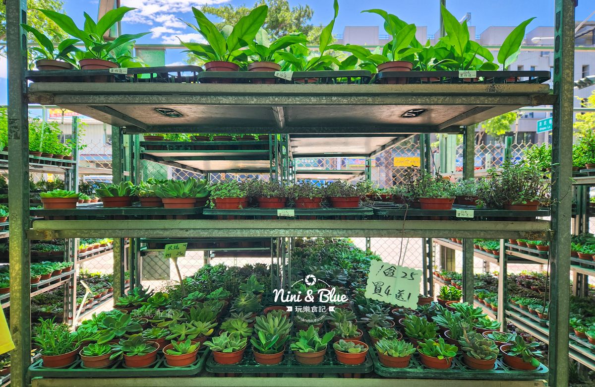 大雅花市-台中超狂花市，觀葉植物、多肉植物、季節花卉等花卉20元起，買5盆以上更超值(原八角農園)
