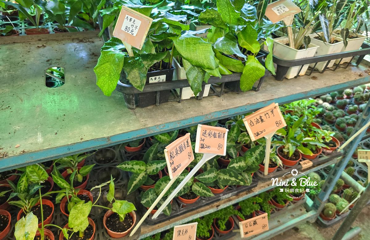 大雅花市-台中超狂花市，觀葉植物、多肉植物、季節花卉等花卉20元起，買5盆以上更超值(原八角農園)