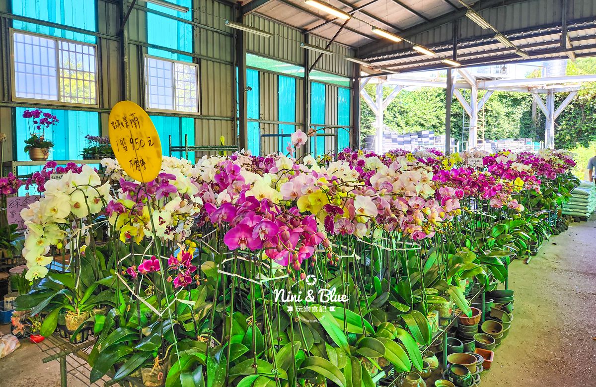 大雅花市-台中超狂花市，觀葉植物、多肉植物、季節花卉等花卉20元起，買5盆以上更超值(原八角農園)
