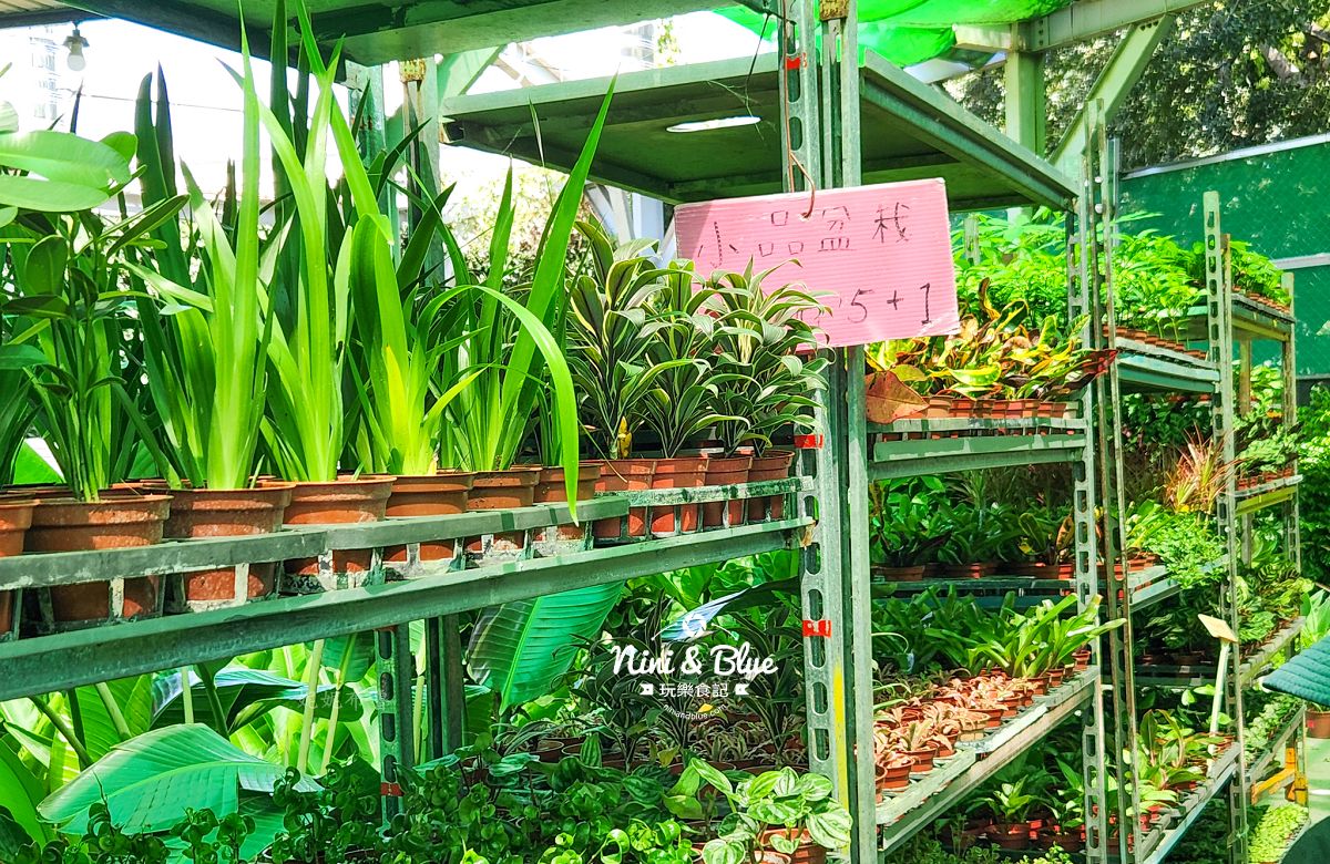 大雅花市-台中超狂花市，觀葉植物、多肉植物、季節花卉等花卉20元起，買5盆以上更超值(原八角農園)