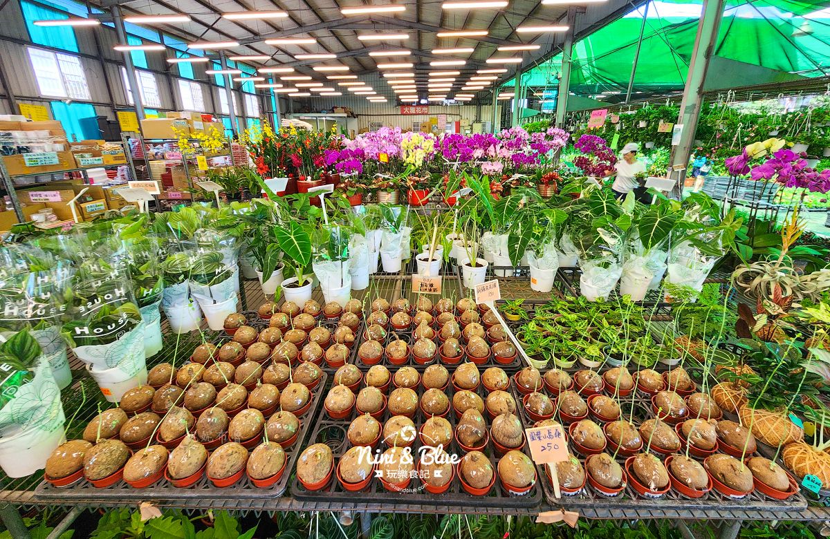 大雅花市-台中超狂花市，觀葉植物、多肉植物、季節花卉等花卉20元起，買5盆以上更超值(原八角農園)