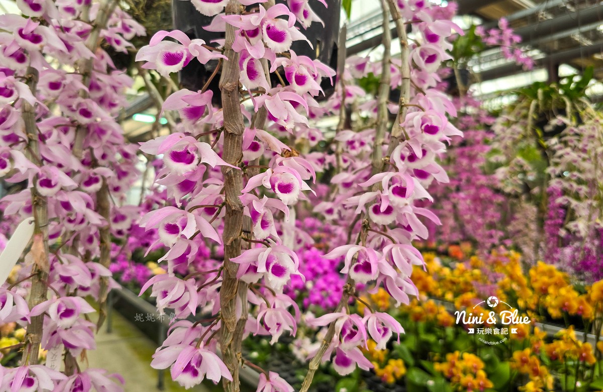 台中景點,石斛蘭景點,台中花市,台中石斛蘭,后里景點,后里石斛蘭,台中后里,萌芳花卉農場,后里蘭花,后里花卉,后里農場,台中蘭花,萌芳花卉,萌芳石斛蘭