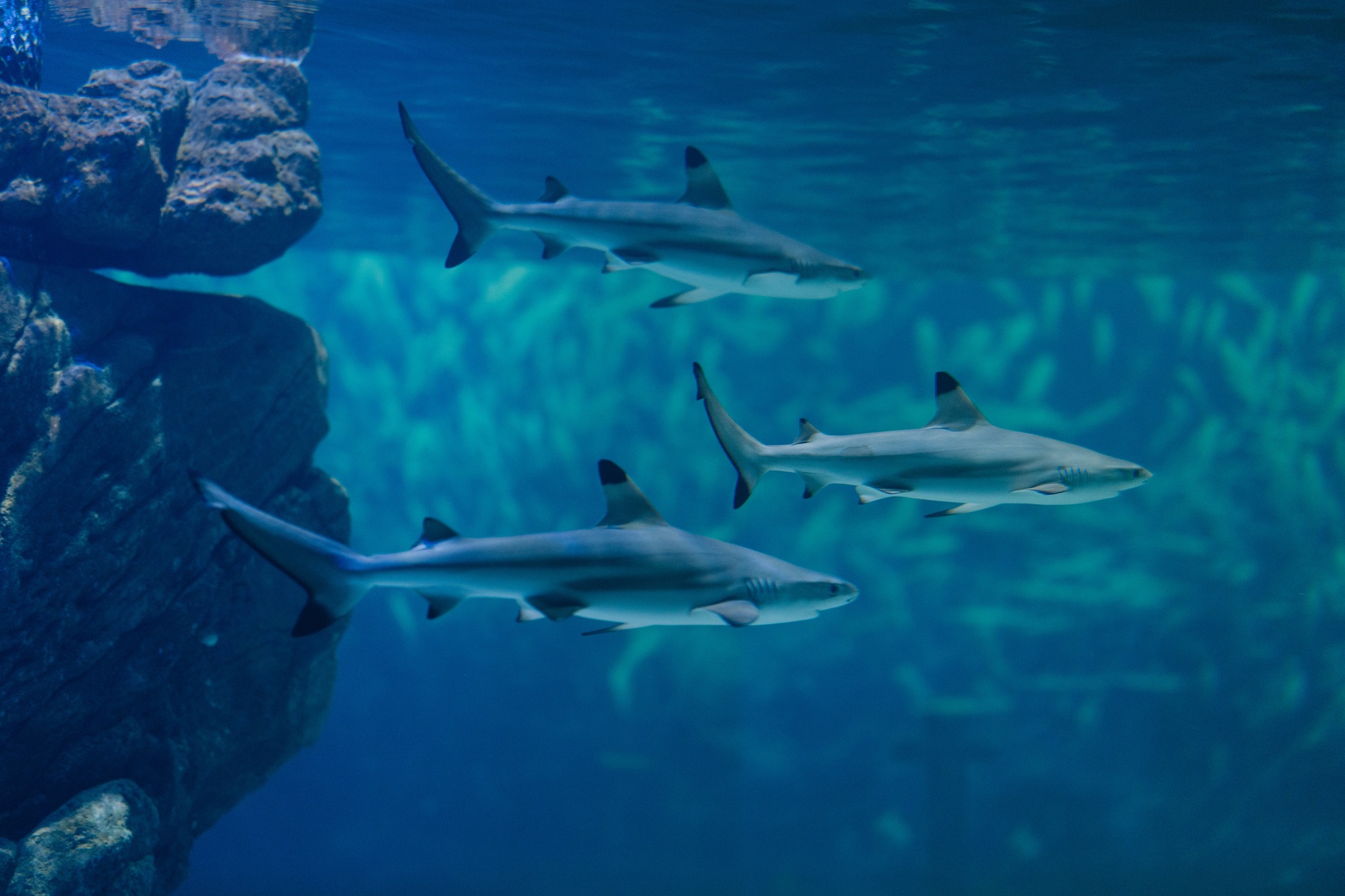 企鵝,水母,台中旅遊,清水景點,濕地,親子景點,台中海洋館,台中水族館,沉浸式體驗 @Nini and Blue  玩樂食記