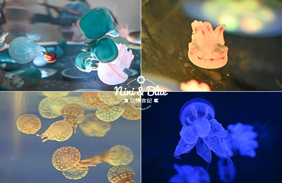 台中海洋館-首座台中水族館就在梧棲漁港旁.門票,營業時間,交通及8大展區全搞定！