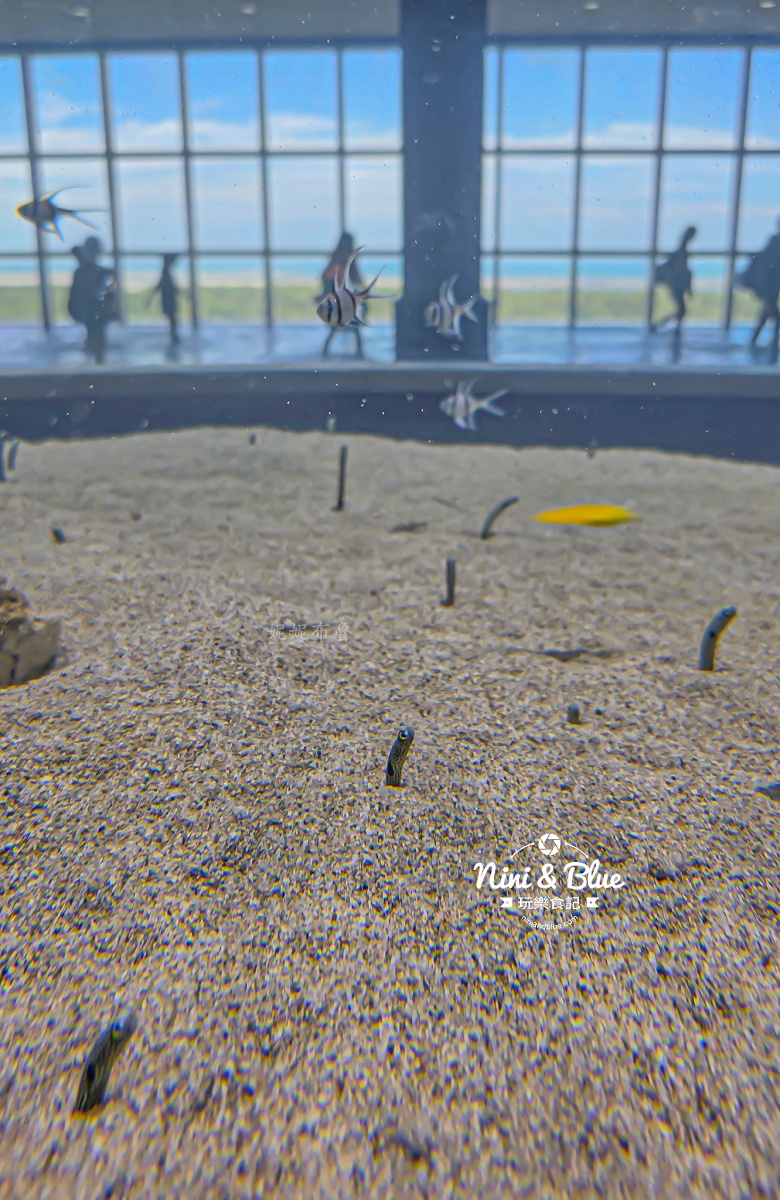 台中海洋館-首座台中水族館就在梧棲漁港旁.門票,營業時間,交通及8大展區全搞定！