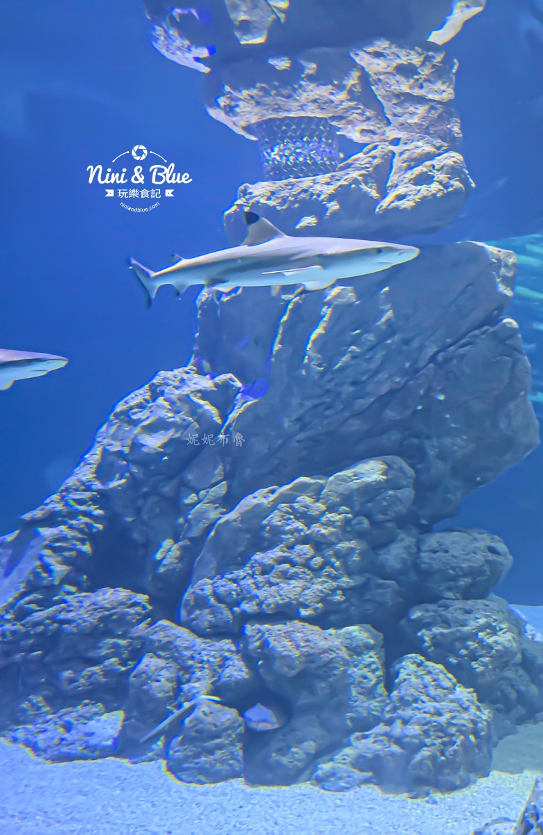 台中海洋館-首座台中水族館就在梧棲漁港旁.門票,營業時間,交通及8大展區全搞定！