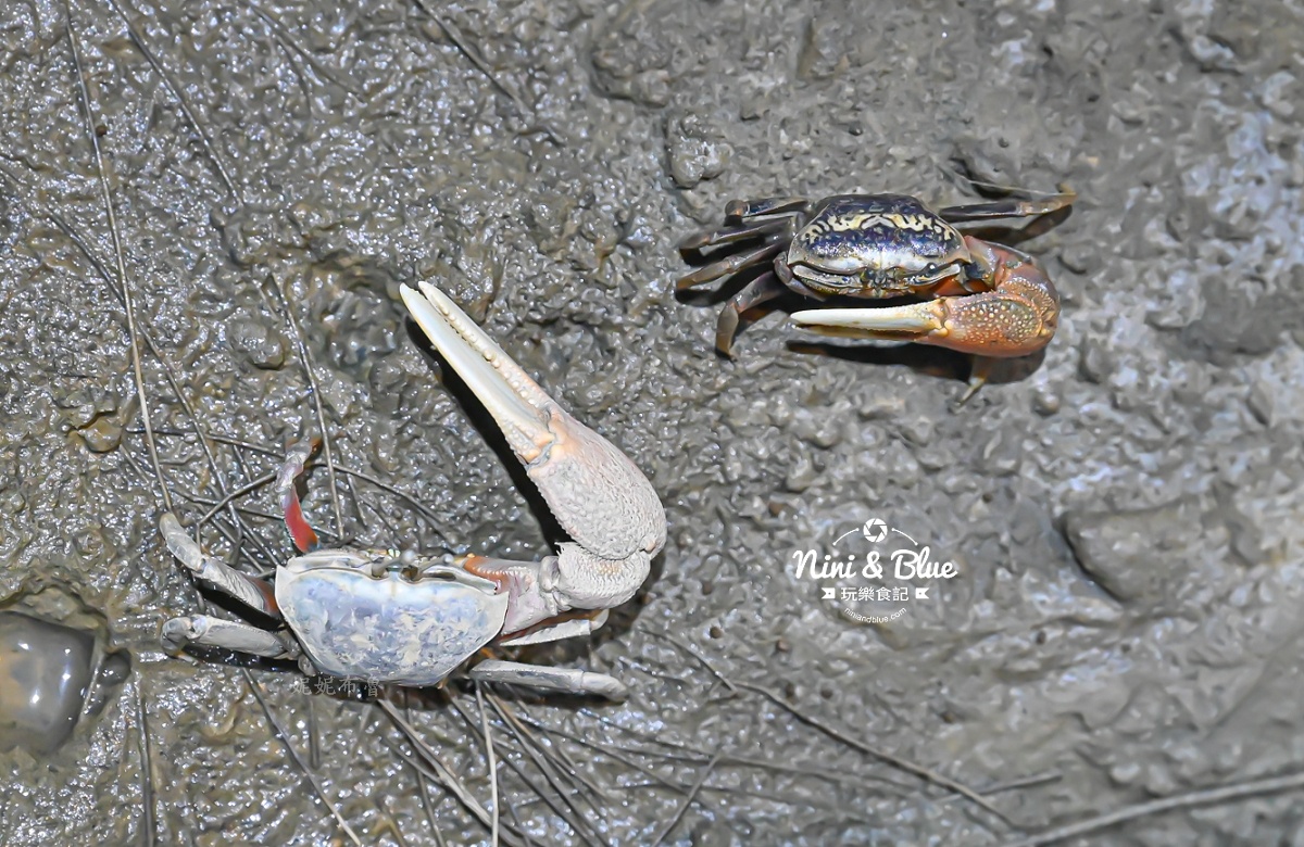 台中海洋館-首座台中水族館就在梧棲漁港旁.門票,營業時間,交通及8大展區全搞定！