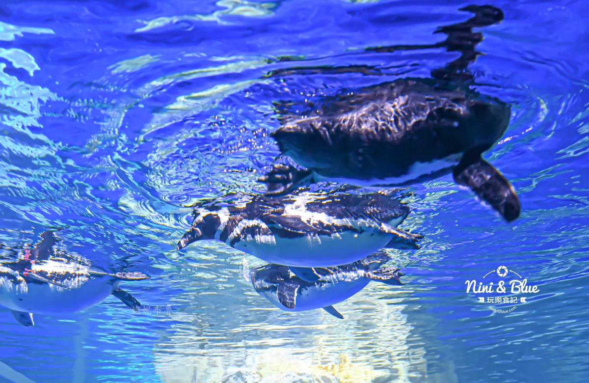 台中海洋館-首座台中水族館就在梧棲漁港旁.門票,營業時間,交通及8大展區全搞定！