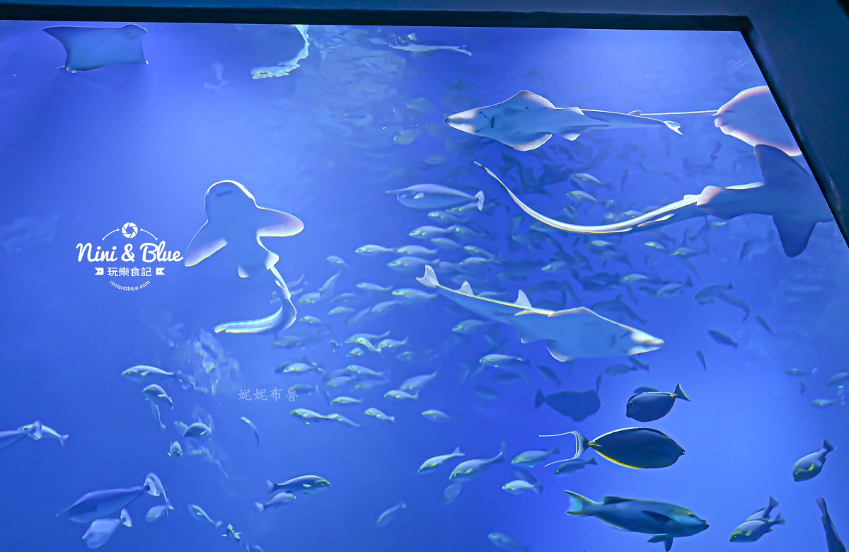 台中海洋館-首座台中水族館就在梧棲漁港旁.門票,營業時間,交通及8大展區全搞定！