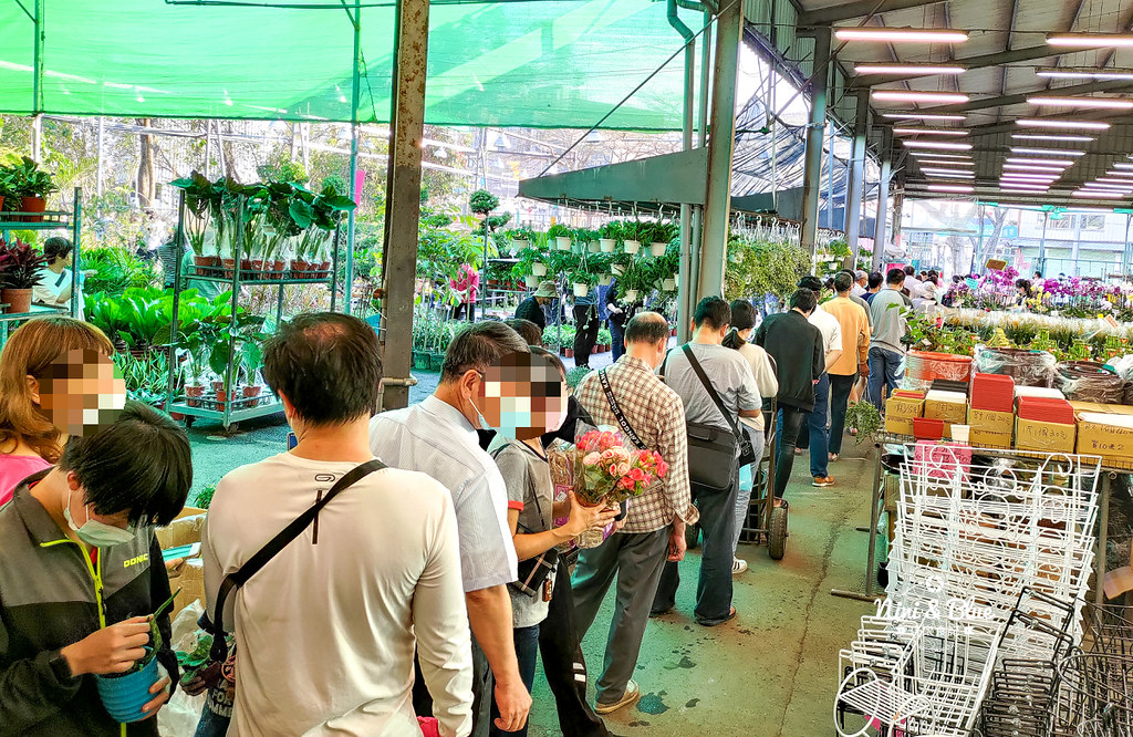 台中多肉,台中花市,台中北屯,八角農園,大雅花市,八角花市,台中景點 @Nini and Blue  玩樂食記