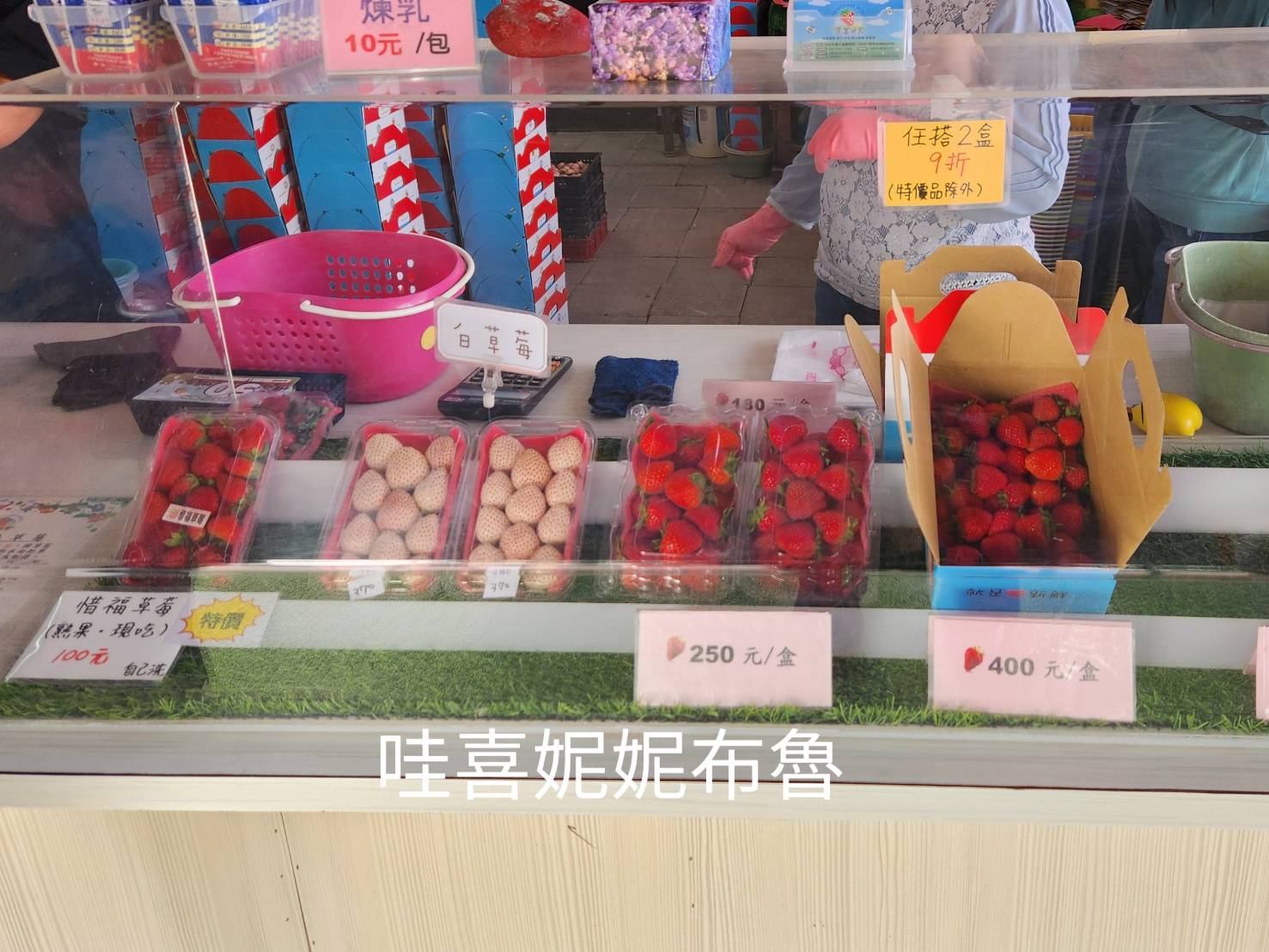 草莓世界台中採草莓01
