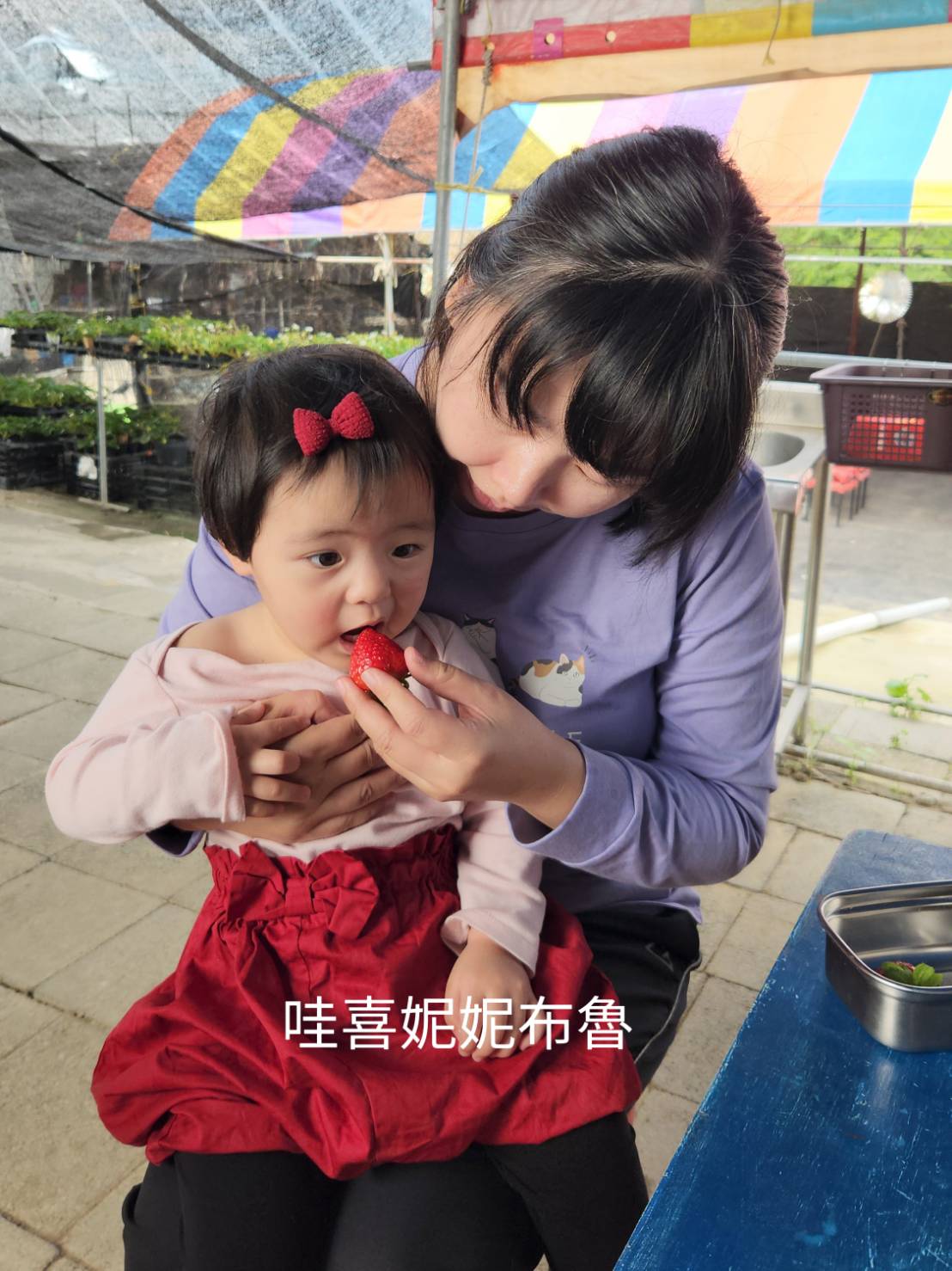 草莓世界台中採草莓05