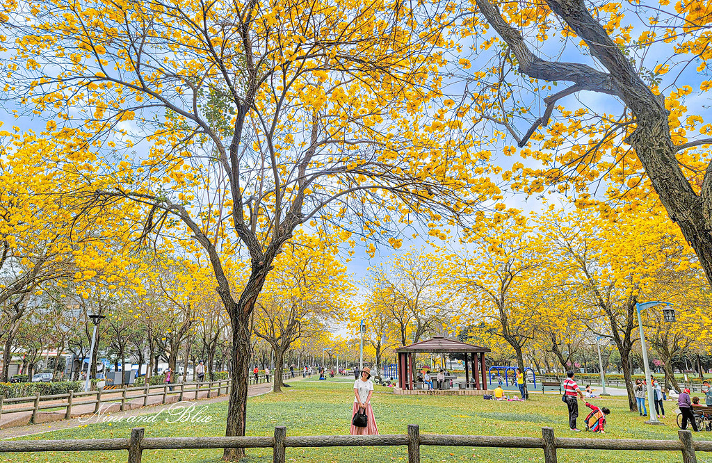廍子公園 |台中大坑景點，北屯景賢路黃金風鈴木金色花海 @Nini and Blue  玩樂食記