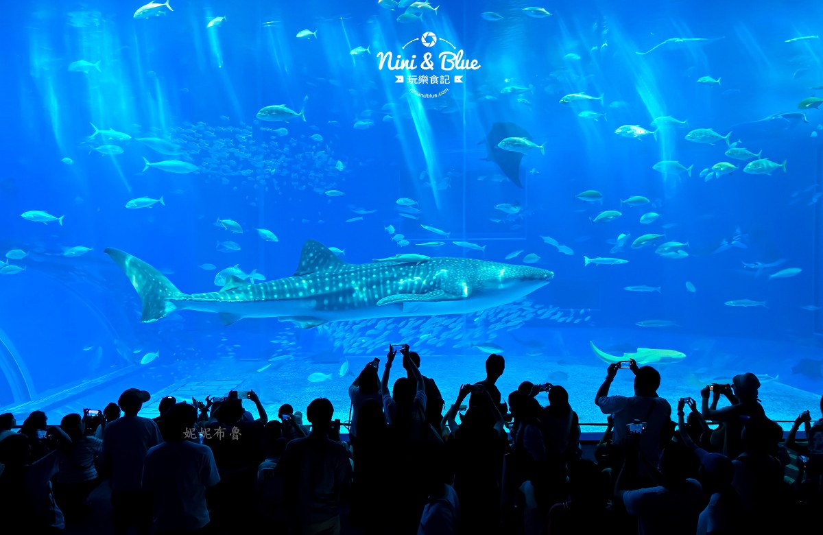 2026沖繩美麗海水族館》黑潮之海鯨鯊餵食、海豚秀與門票交通全收錄 @Nini and Blue 玩樂食記