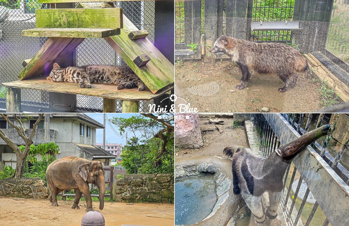 沖繩兒童王國門票 動物