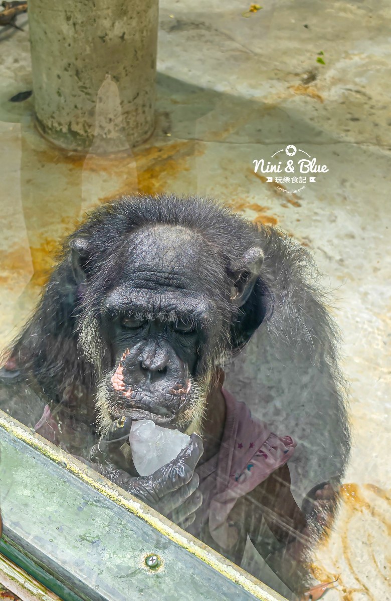 沖繩兒童王國門票 餵食動物 吃冰塊猩猩