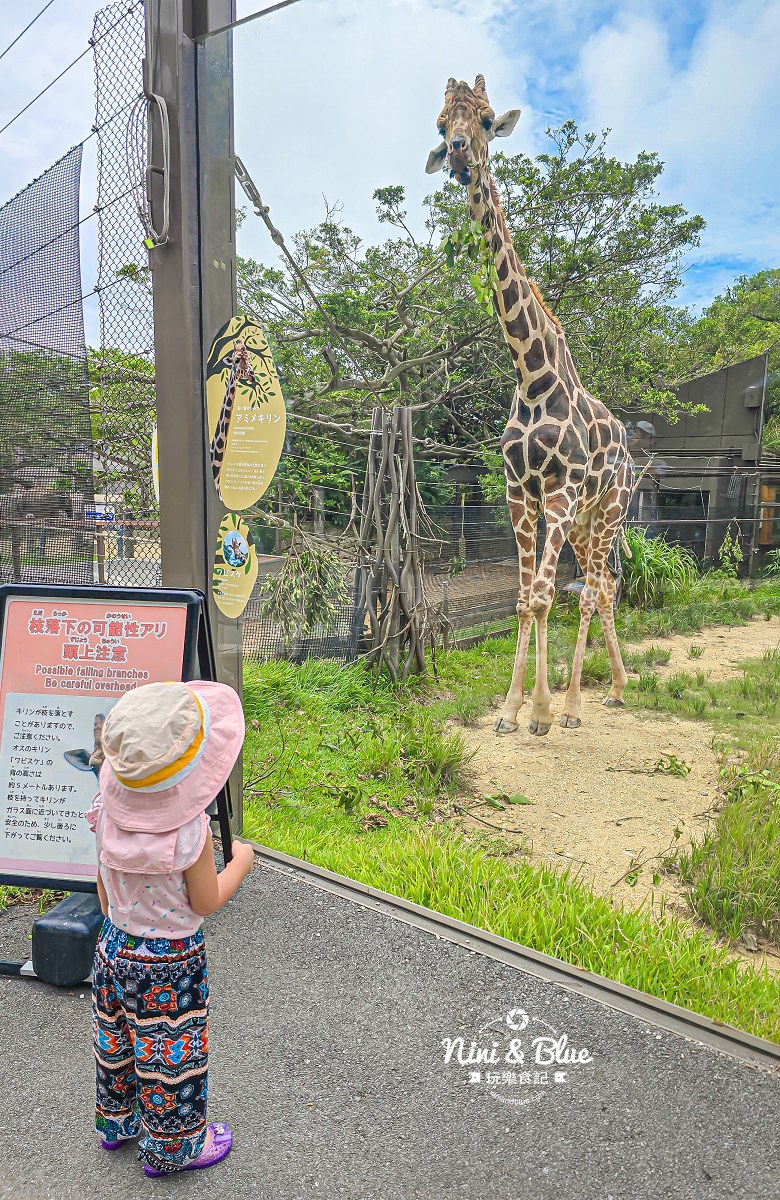 沖繩兒童王國門票 餵食動物 長頸鹿