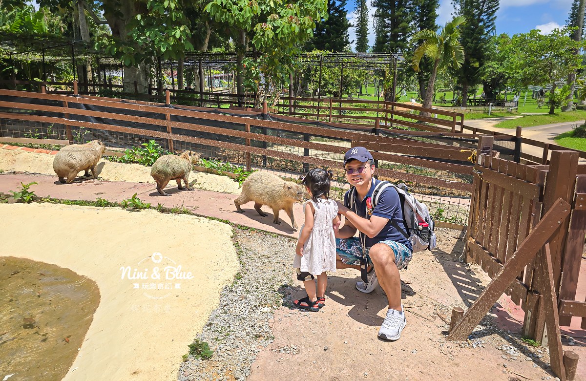 沖繩東南植物園餵水豚22 沖繩東南植物園餵水豚22