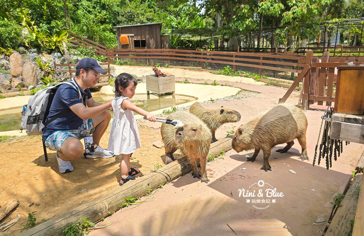 沖繩東南植物園餵水豚23 沖繩東南植物園餵水豚23