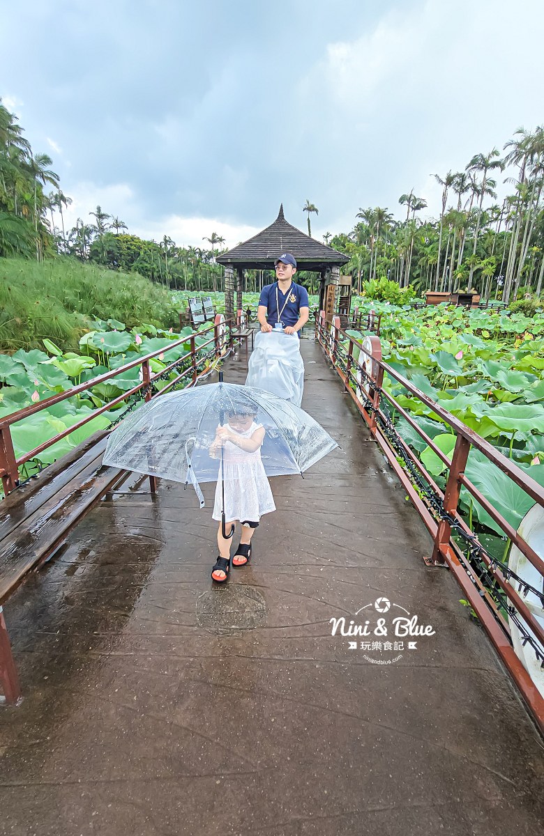 沖繩東南植物園 荷花園 沖繩東南植物園 荷花園