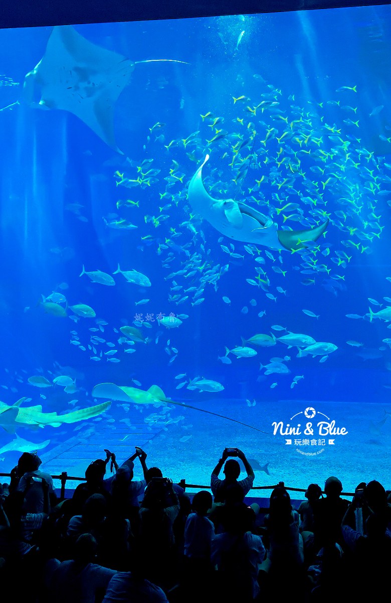 美麗海水族館餵食秀攻略 鬼蝠魟 美麗海水族館餵食秀攻略 鬼蝠魟