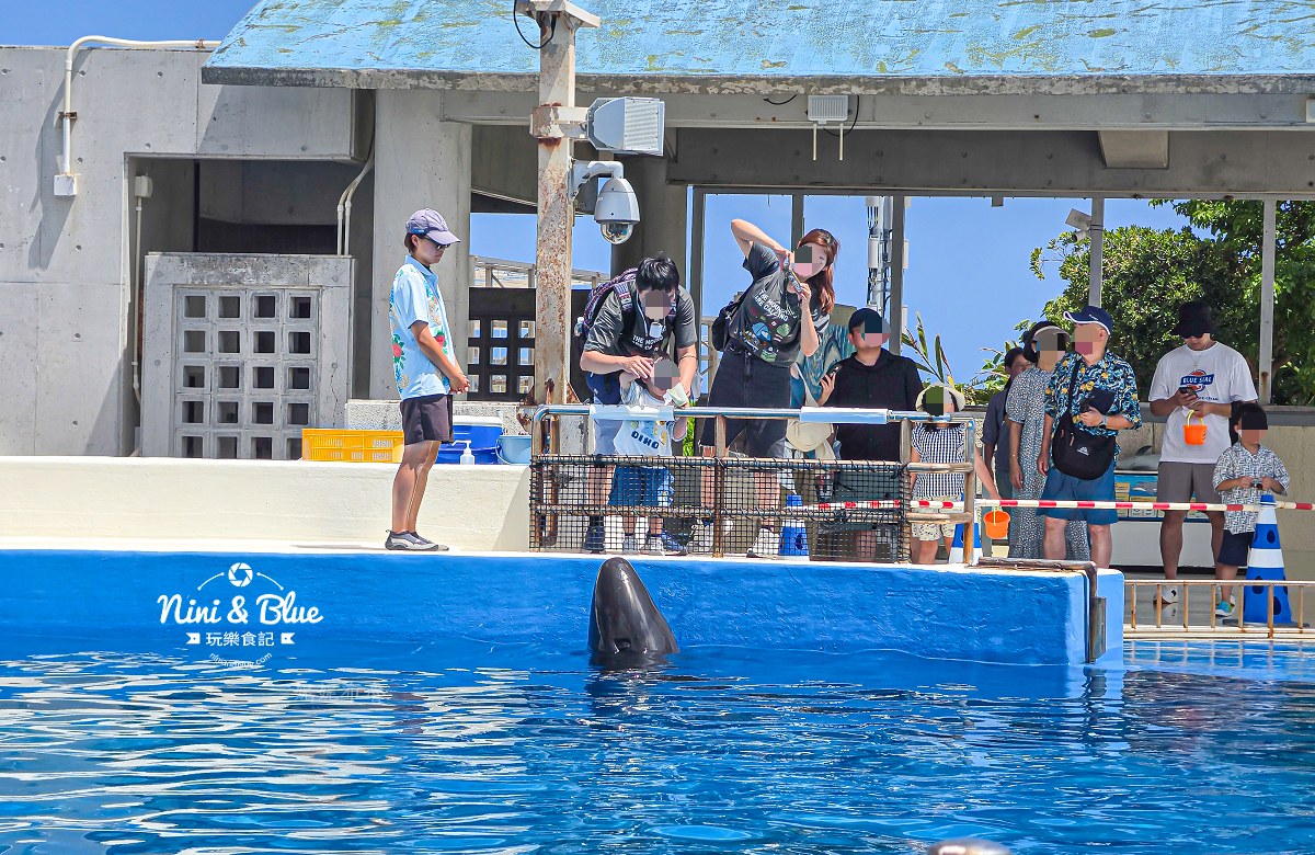 美麗海水族館餵食秀攻略 餵海豚 美麗海水族館餵食秀攻略 餵海豚