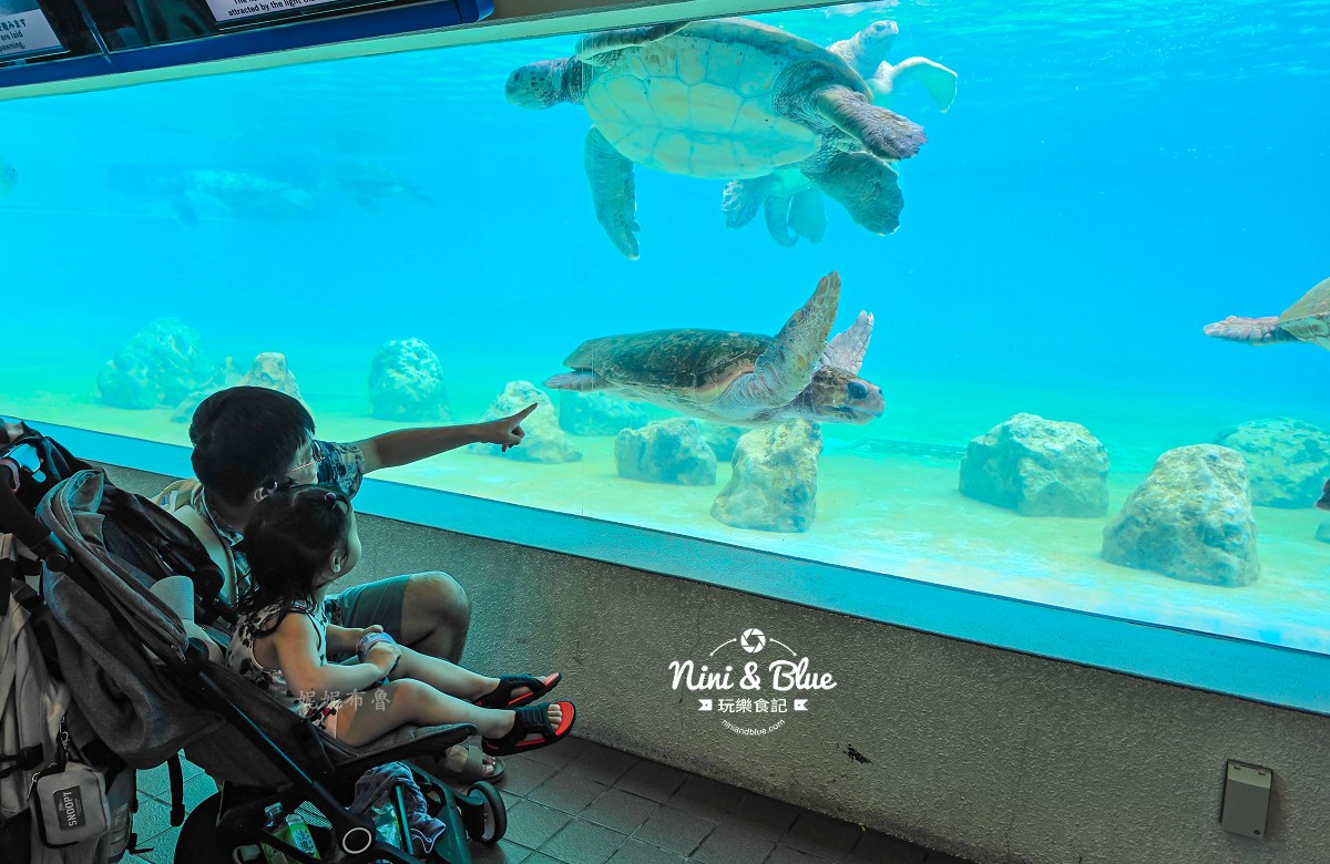 美麗海水族館餵食秀攻略 海龜