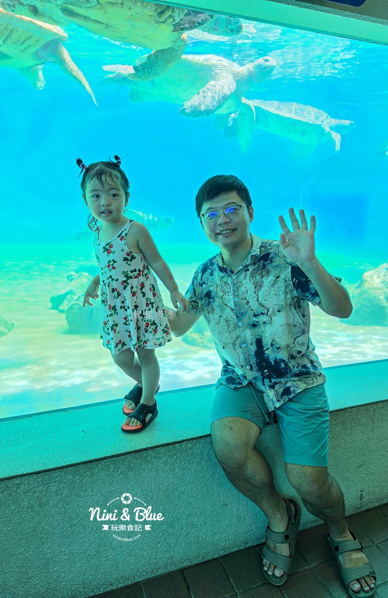 美麗海水族館餵食秀攻略 海龜