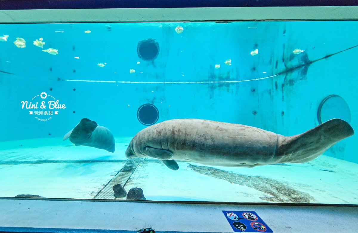 美麗海水族館餵食秀攻略 海牛 美麗海水族館餵食秀攻略 海牛