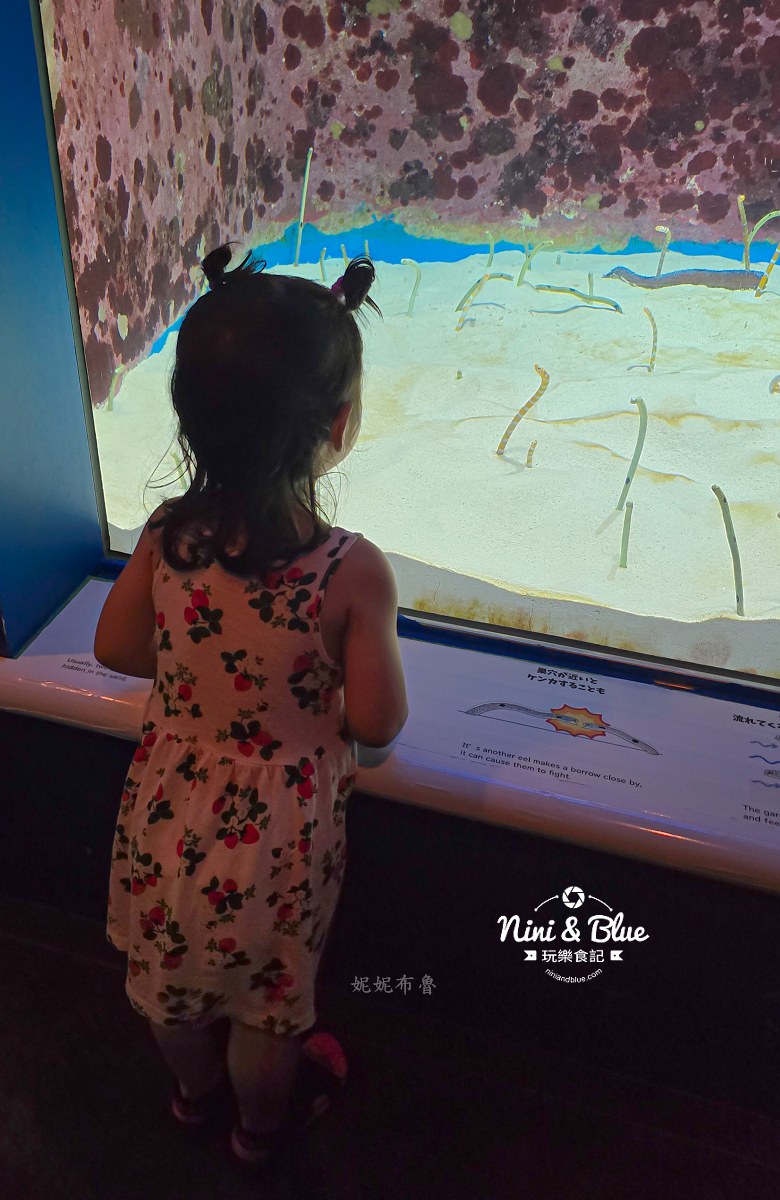 美麗海水族館餵食秀攻略 花園鰻 美麗海水族館餵食秀攻略 花園鰻