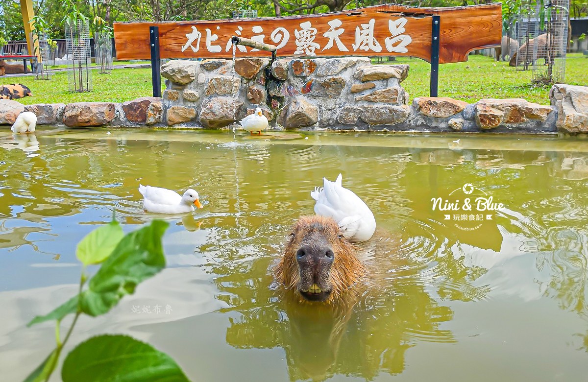 宜蘭九九峰狐狸村 卡皮巴拉