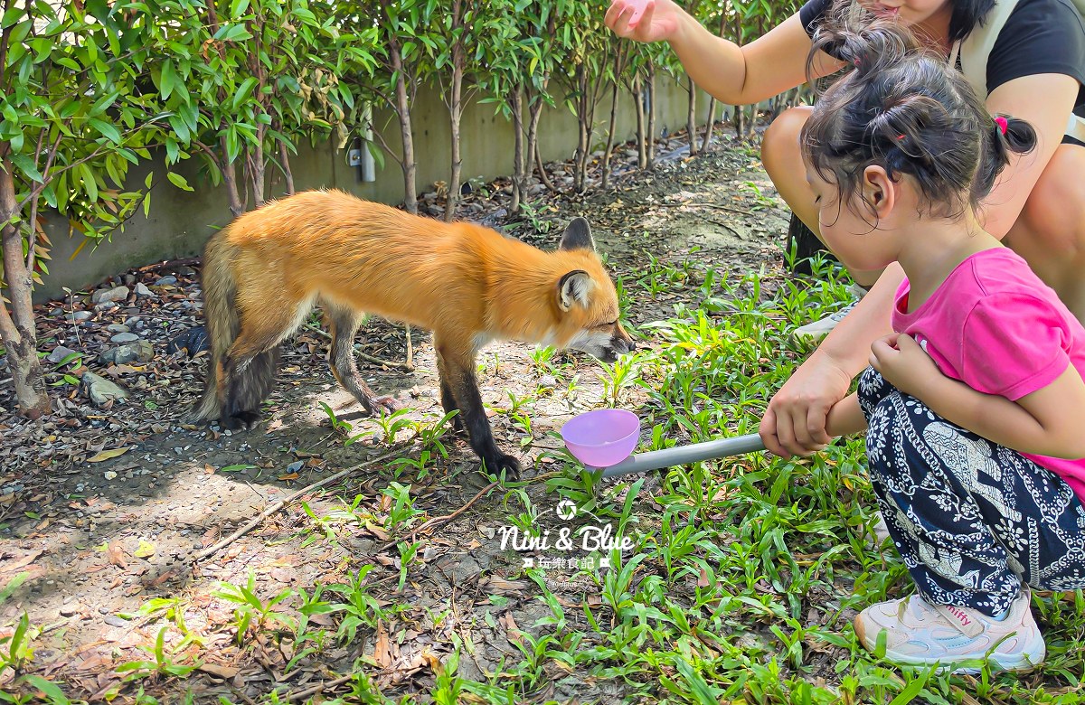 宜蘭九九峰狐狸村 黃狐狸