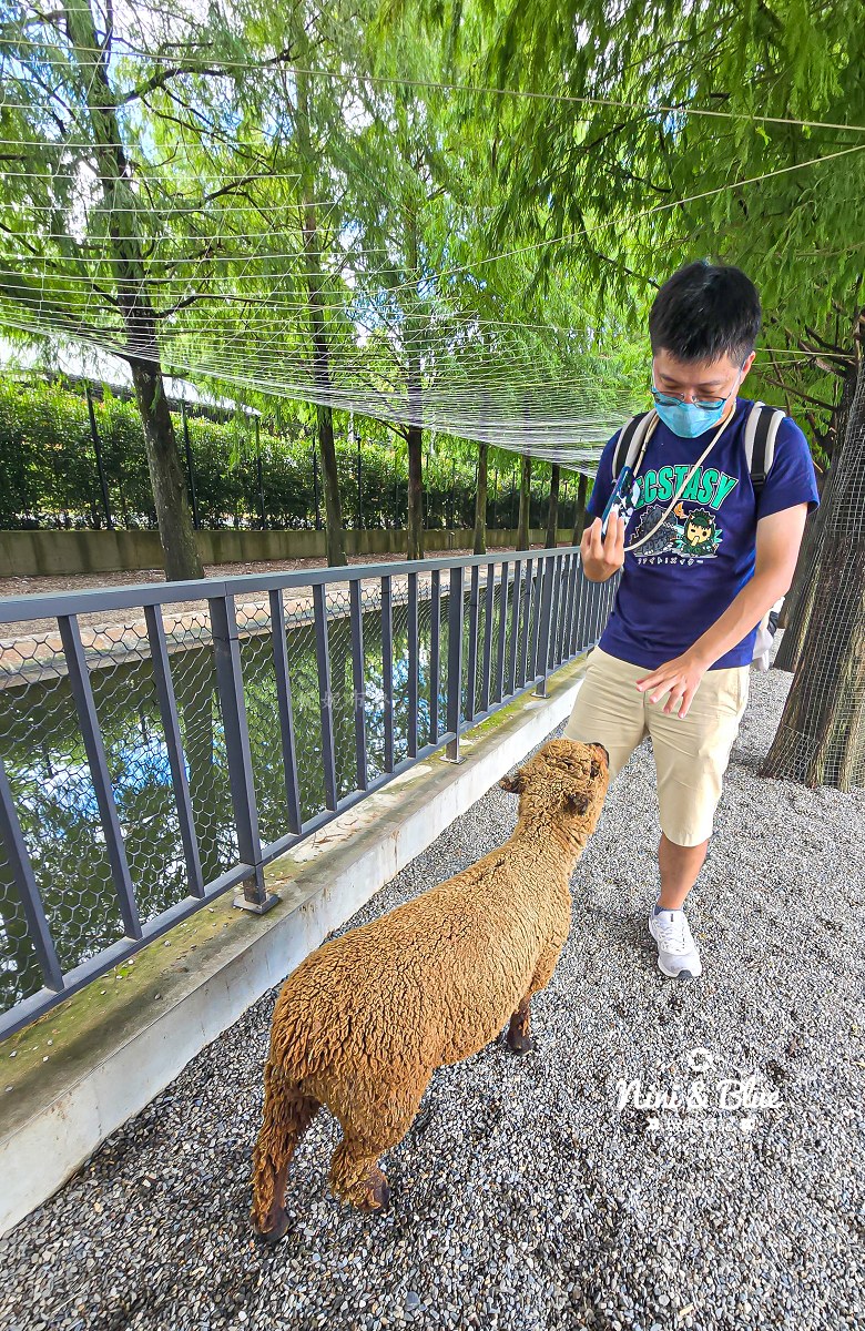 宜蘭九九峰狐狸村 羊咩咩