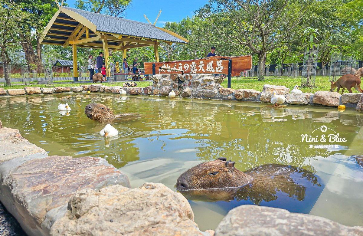 宜蘭九九峰狐狸村 水豚泡湯
