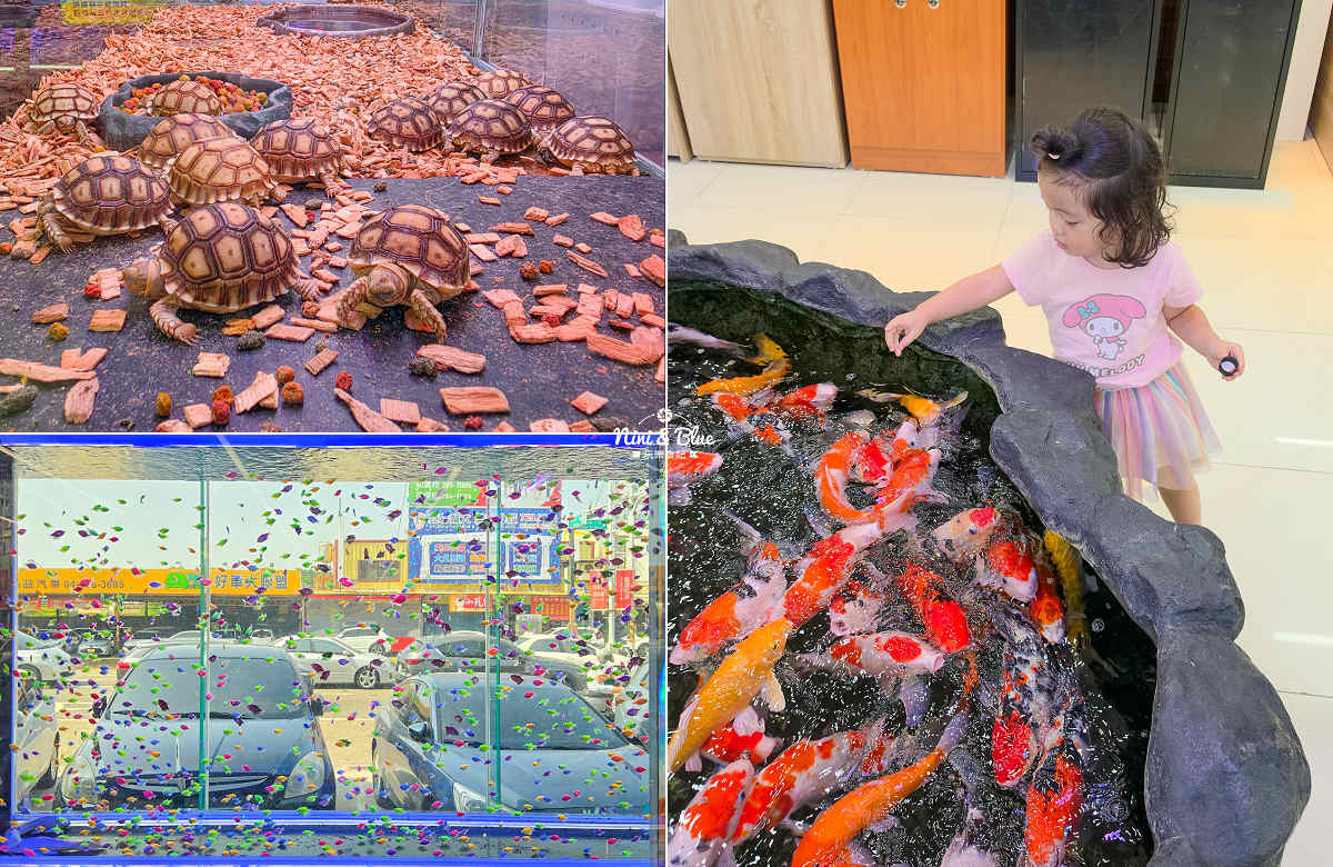 魚中魚貓狗水族大賣場-金馬店 》餵魚體驗.近距離觀察兔子.狐獴.陸龜.守宮等小動物.彰化親子景點推薦 @Nini and Blue 玩樂食記