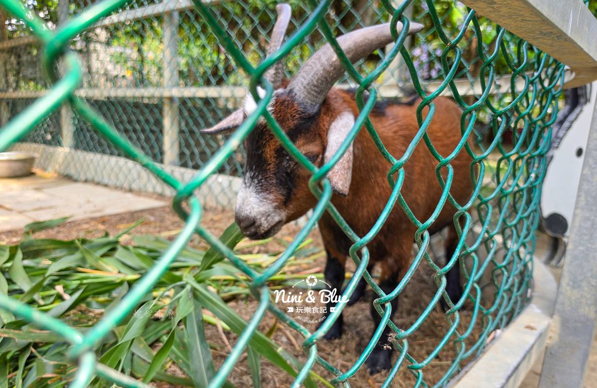 赤腳丫生態農莊台中景點可愛動物區 赤腳丫生態農莊台中景點可愛動物區