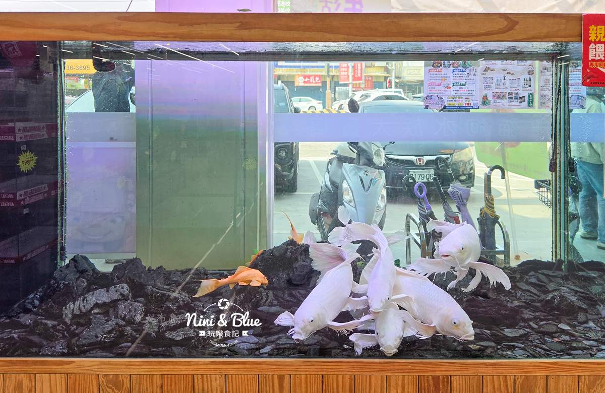 魚中魚金馬店親子景點 餵魚
