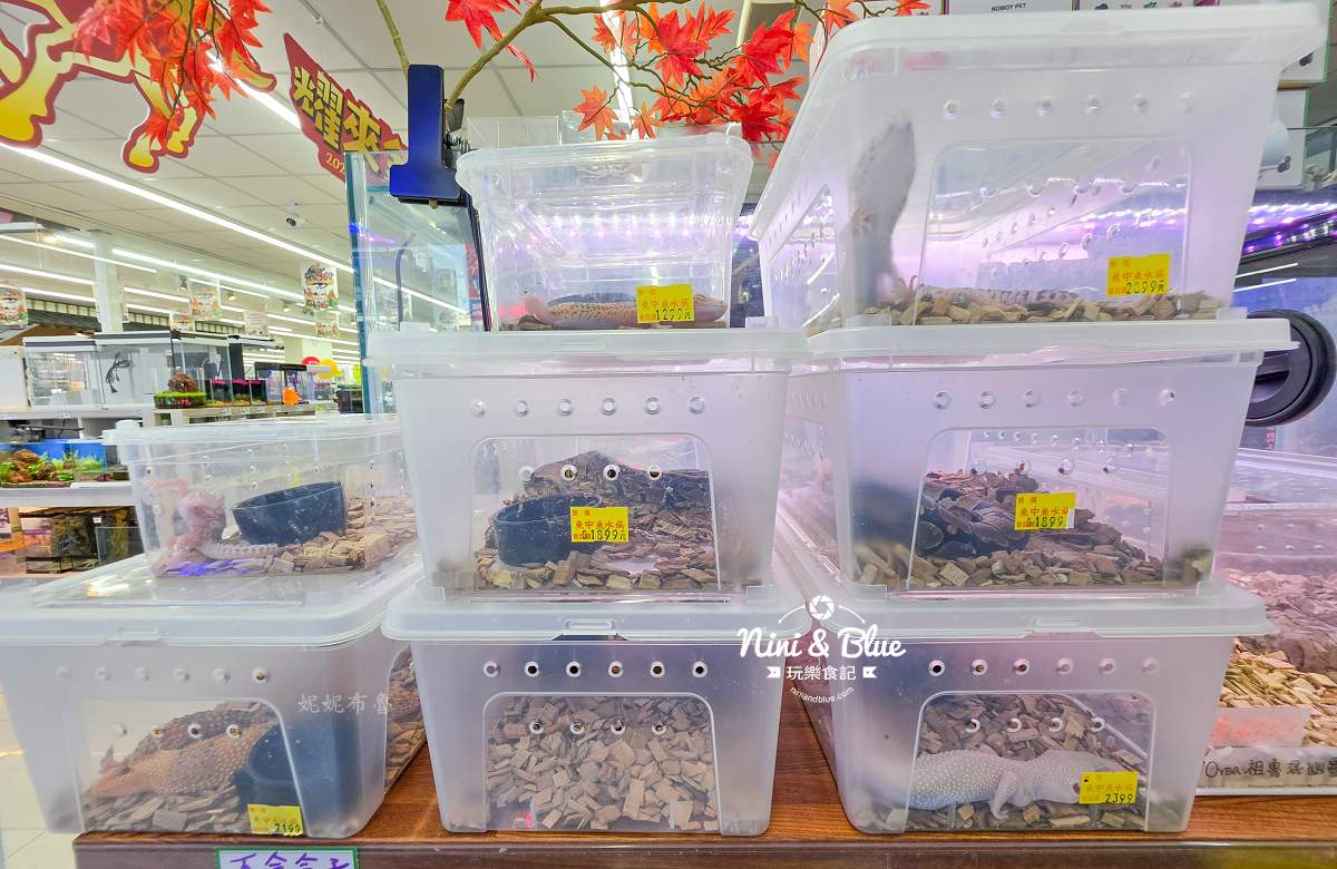 魚中魚金馬店親子景點 守宮