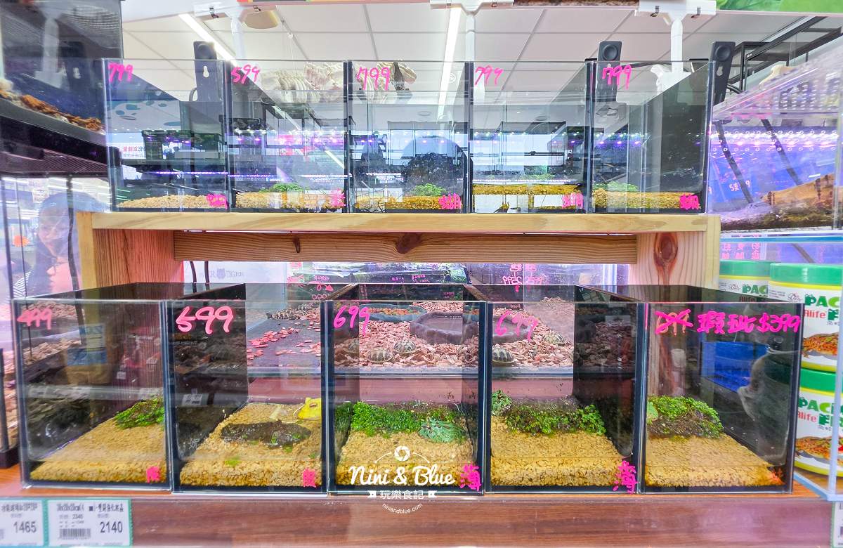 魚中魚金馬店親子景點 蛙類