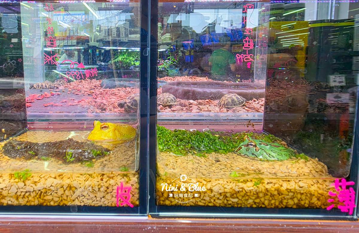 魚中魚金馬店親子景點 進口蛙
