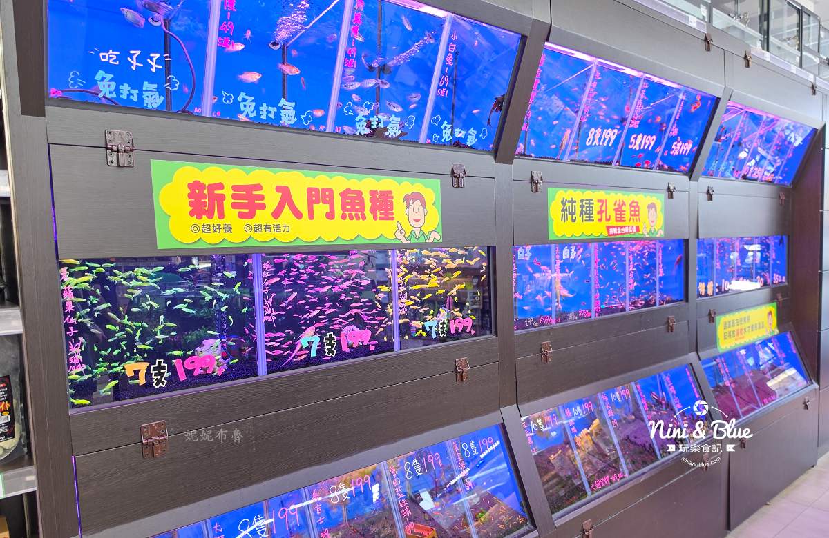 魚中魚金馬店親子景點 孔雀魚