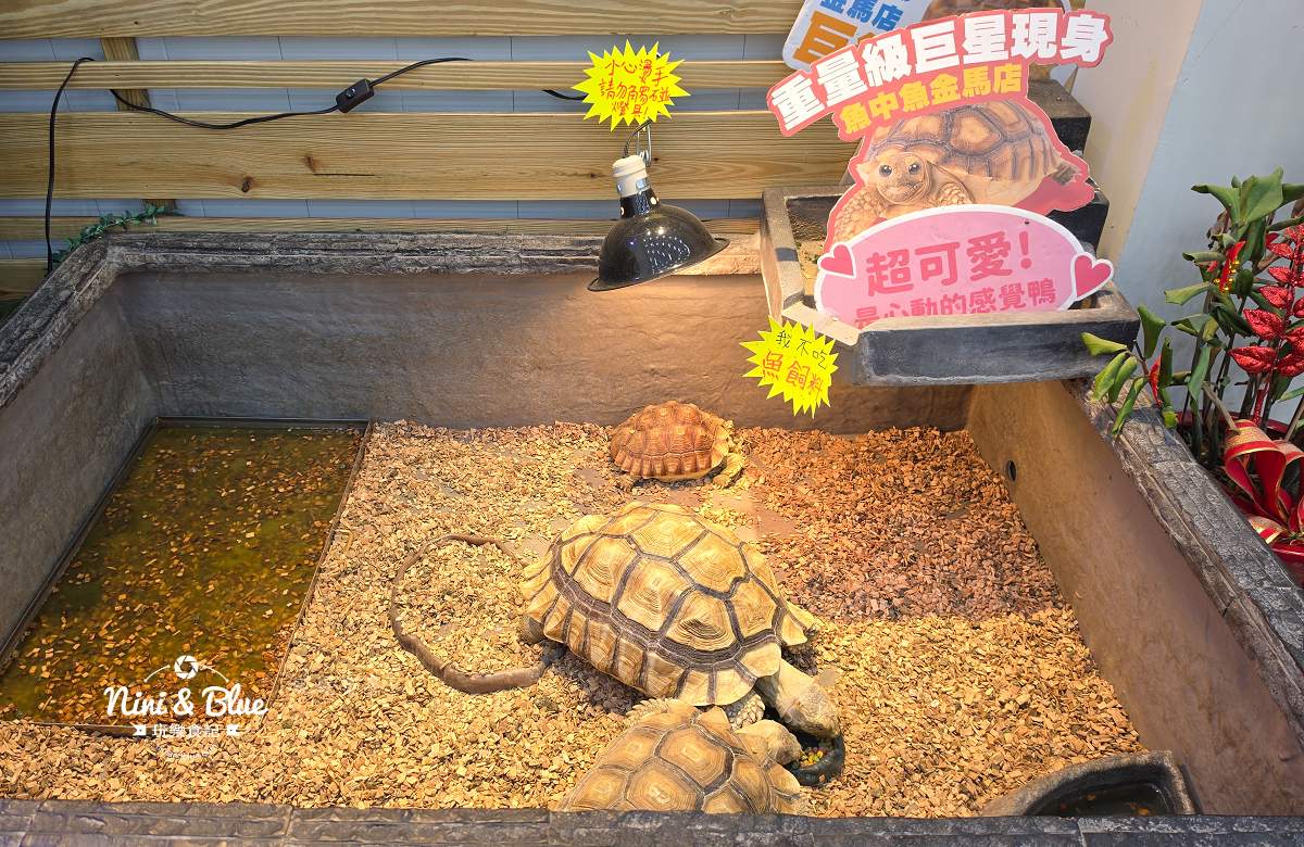 魚中魚金馬店親子景點 大型陸龜