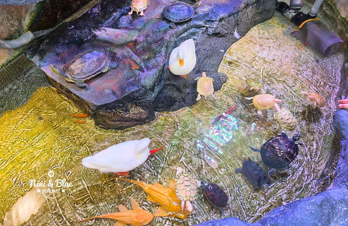 魚中魚金馬店親子景點 柯爾鴨滑水浴場