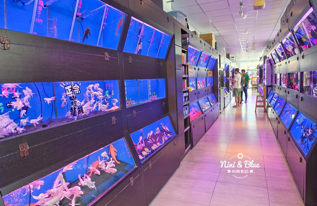 魚中魚金馬店親子景點 魚類展示區