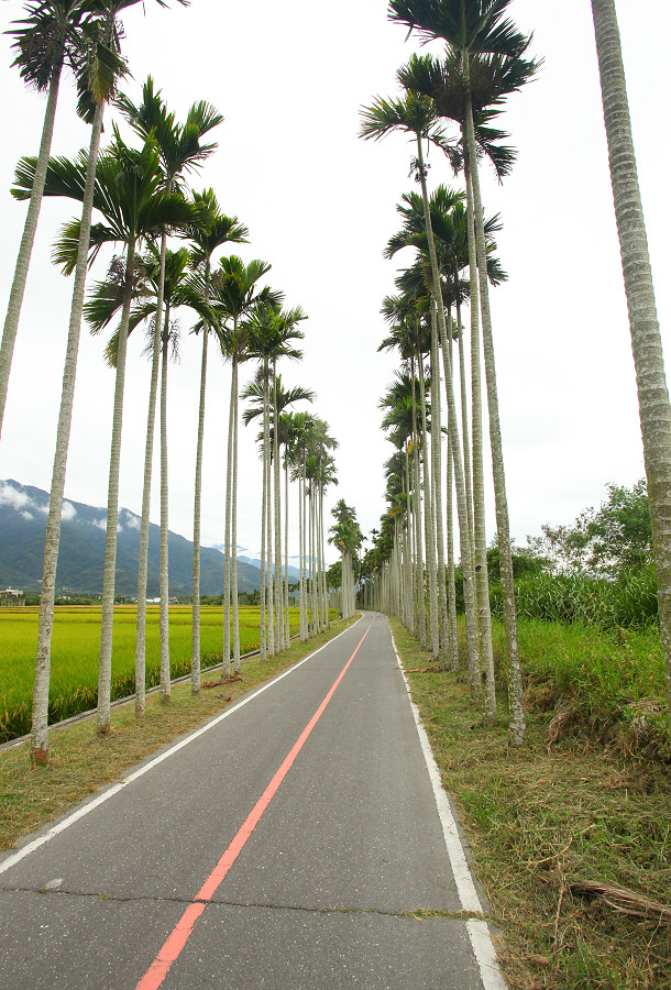 台東景點 關山自行車道13