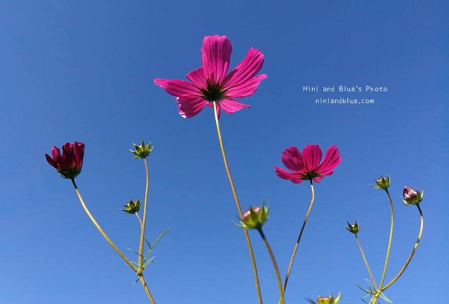 台中向日葵花海國資圖16