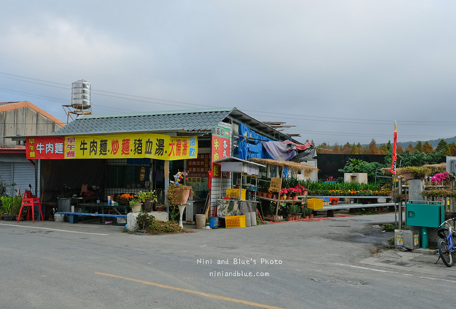 台中落羽松秘境泰安國小14