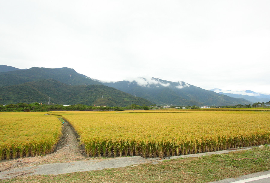台東景點 關山自行車道12