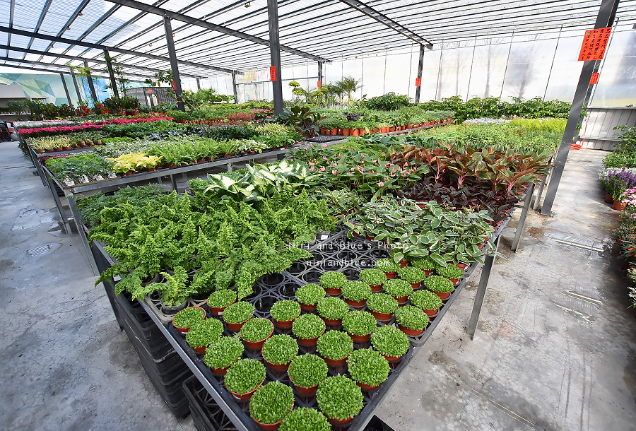 江合花市.台中花市.多肉植物16