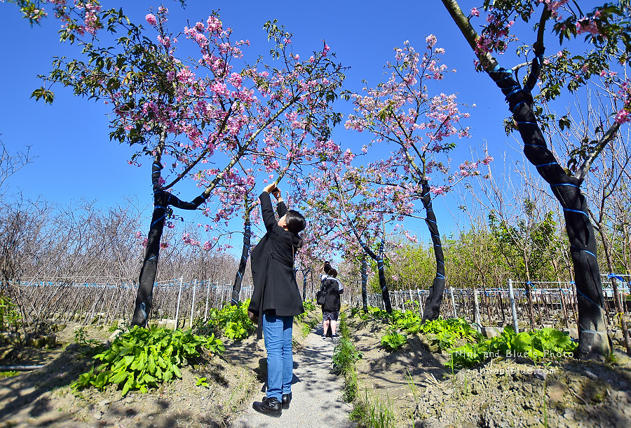 芬園花卉休憩園區-櫻花園區201812 芬園花卉休憩園區-櫻花園區201812
